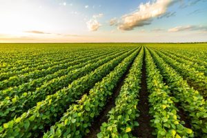 What is Agricultural Research Council? Cultivating Innovations
